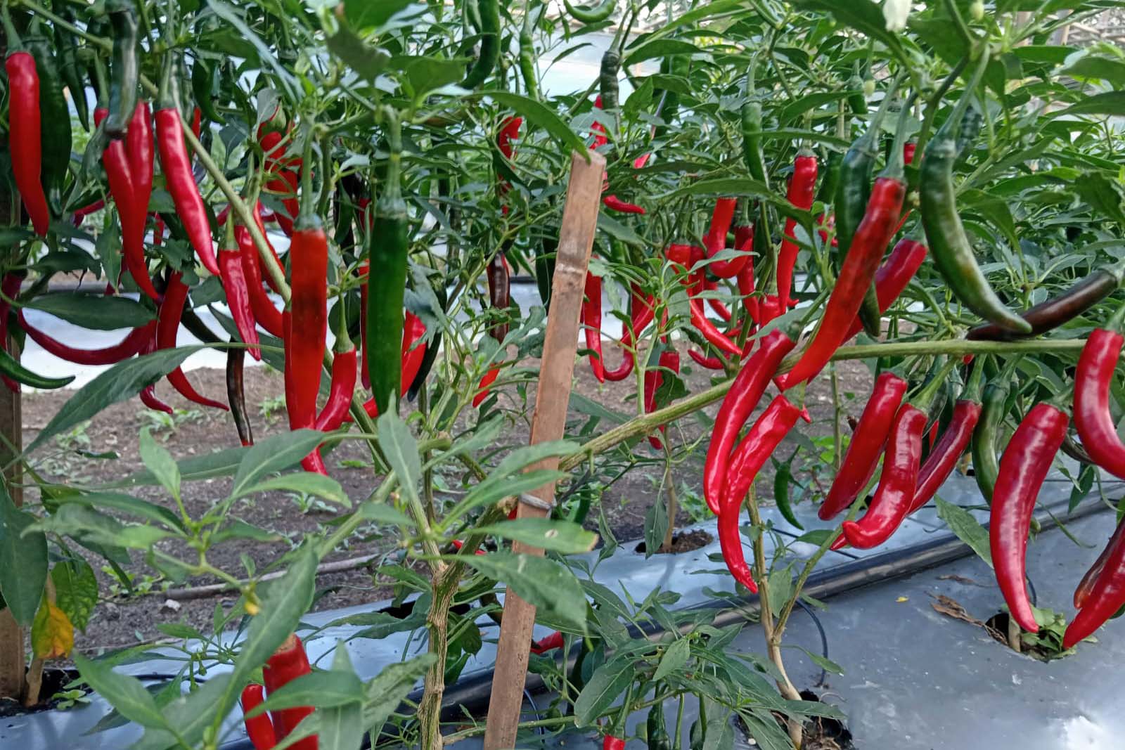 biochar exporter